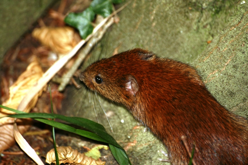 Arvicola rossastra - Foresta Umbra